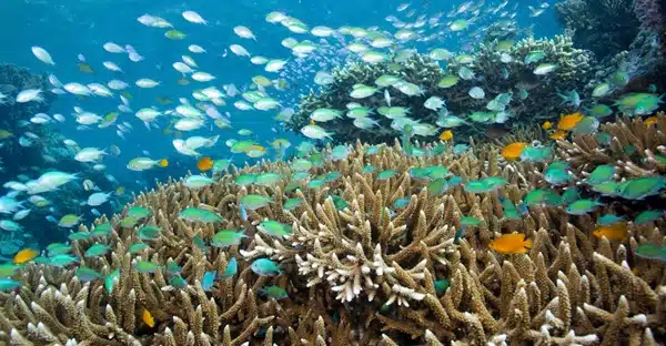 Beautiful coral reef in mauritius